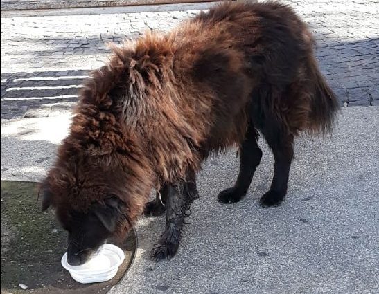 ©ADDA (Associazione per la Difesa dei Diritti degli Animali)