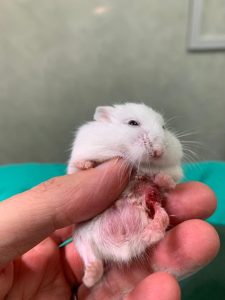 Suki