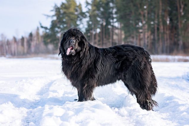 cane di Terranova