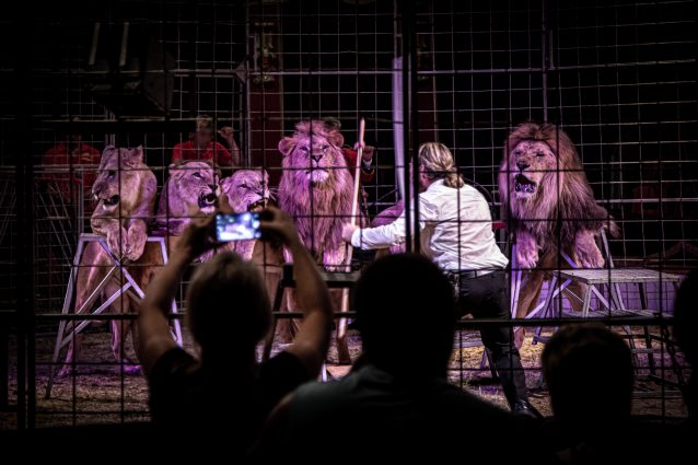 Un circo con animali selvatici nella Repubblica Ceca (credits@FourPaws)