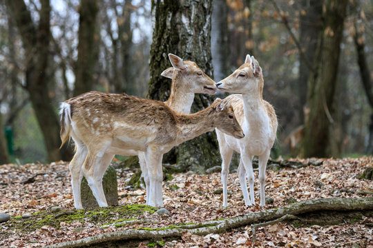 Alcuni esemplari di daini del Parco del Circeo (credits:@GaiaAnimali&Ambiente