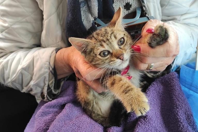 La gattina appena recuperata