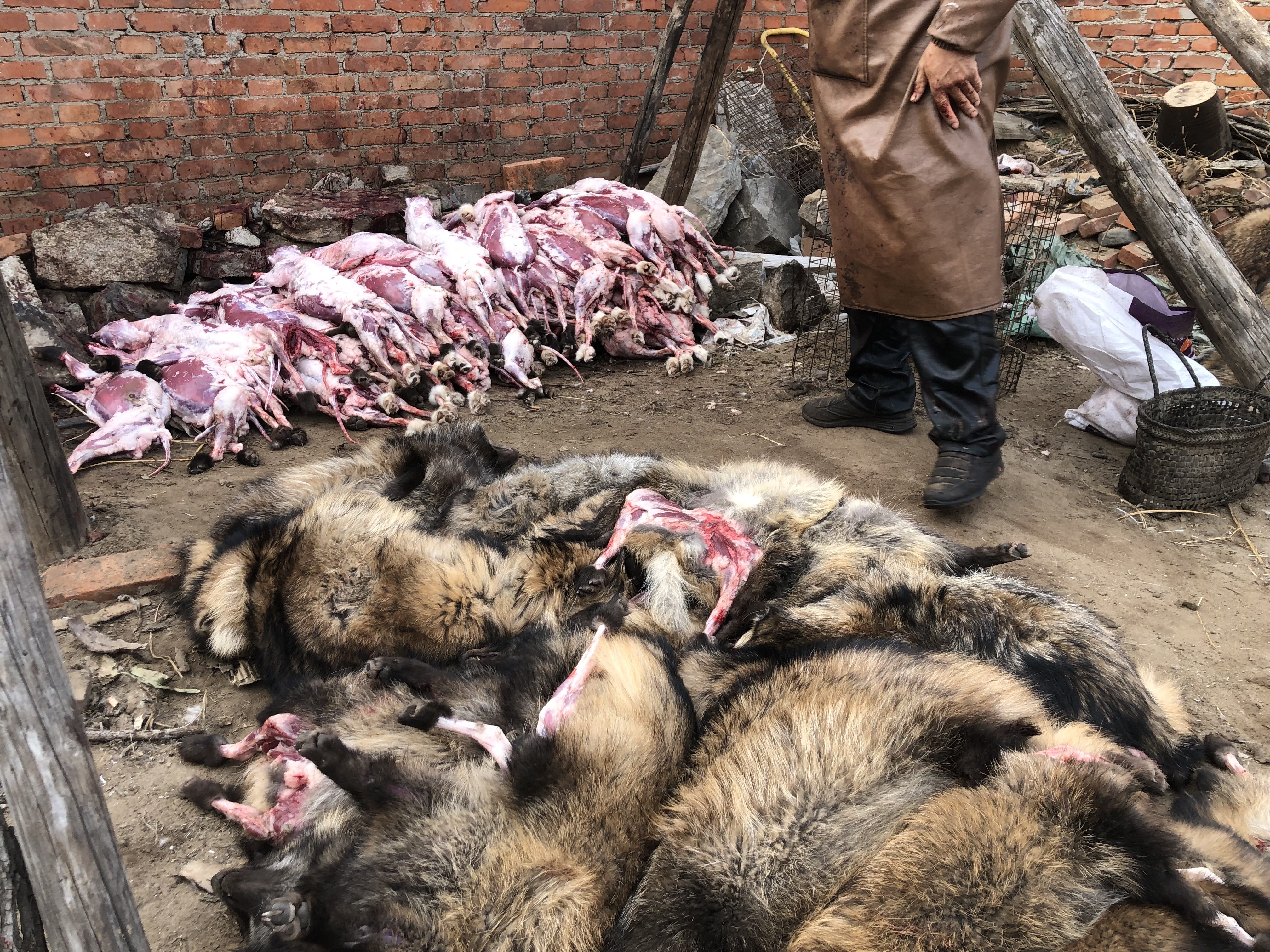 Le carcasse degli animali da pelliccia vengono separate dai mucchi di pelli. La carne va in vendita ai ristoranti (credits:HSI)