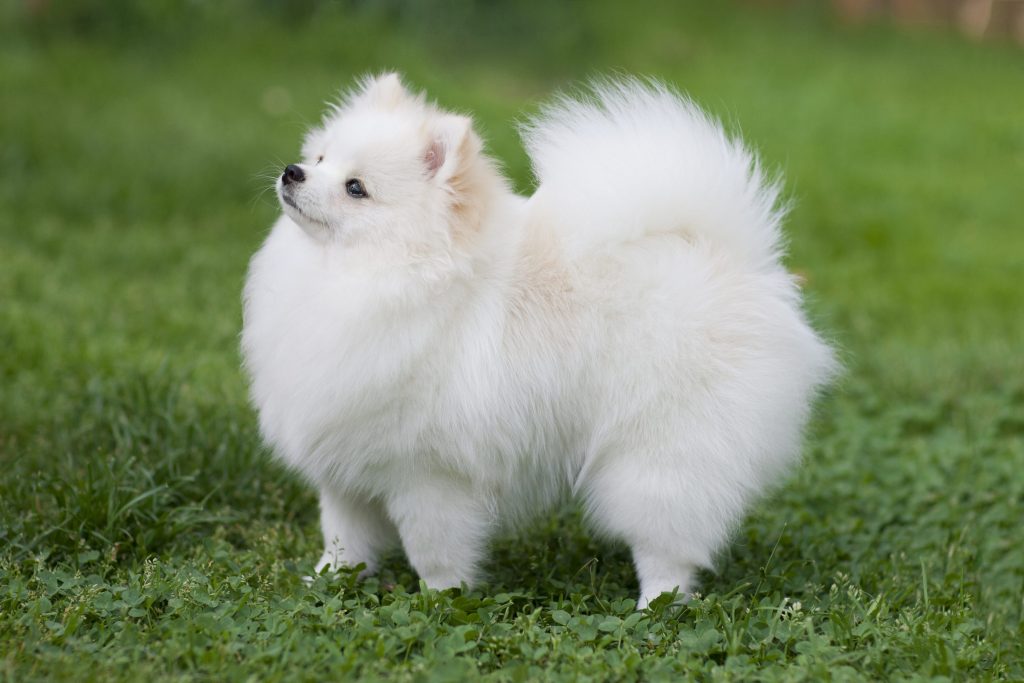Le 12 razze di cani bianchi più famose Le 12 razze di cani bianchi più famose