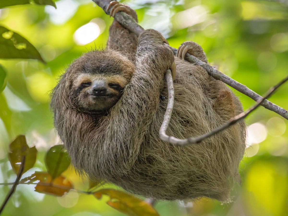 Top 10 Animali Che Uccidono Di Più