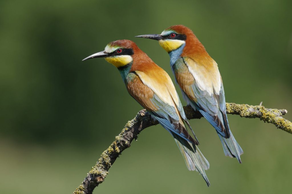 Il gruccione (Merops apiaster) è un migratore a lungo raggio che nidifica in Europa e trascorre l’inverno nell’Africa sub–sahariana