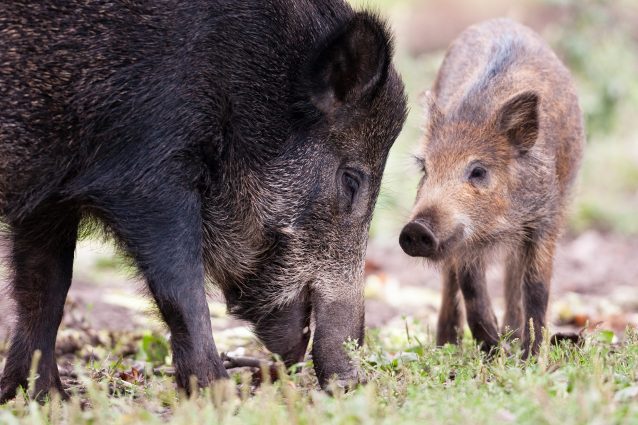 Cinghiale (Sus scrofa)