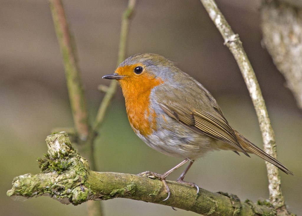Il pettirosso (Erithacus rubecula) è un migratore a corto raggio. Si spinge al massimo fino alle coste del Nord Africa e spesso trascorre l’inverno in città