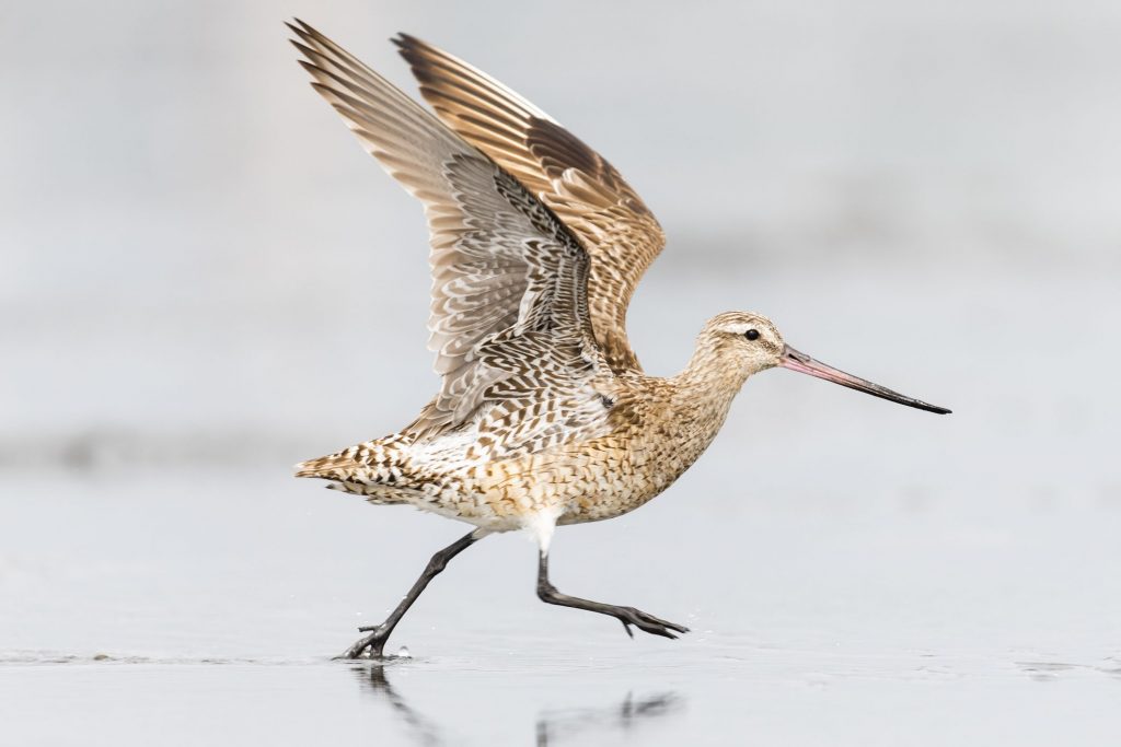 La pittima minore (Limosa lapponica) detiene il record di volo battuto senza mai fermarsi.