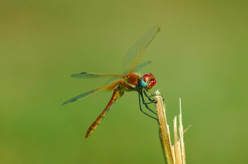 Cardinale sanguineo (Sympetrum sanguineum)