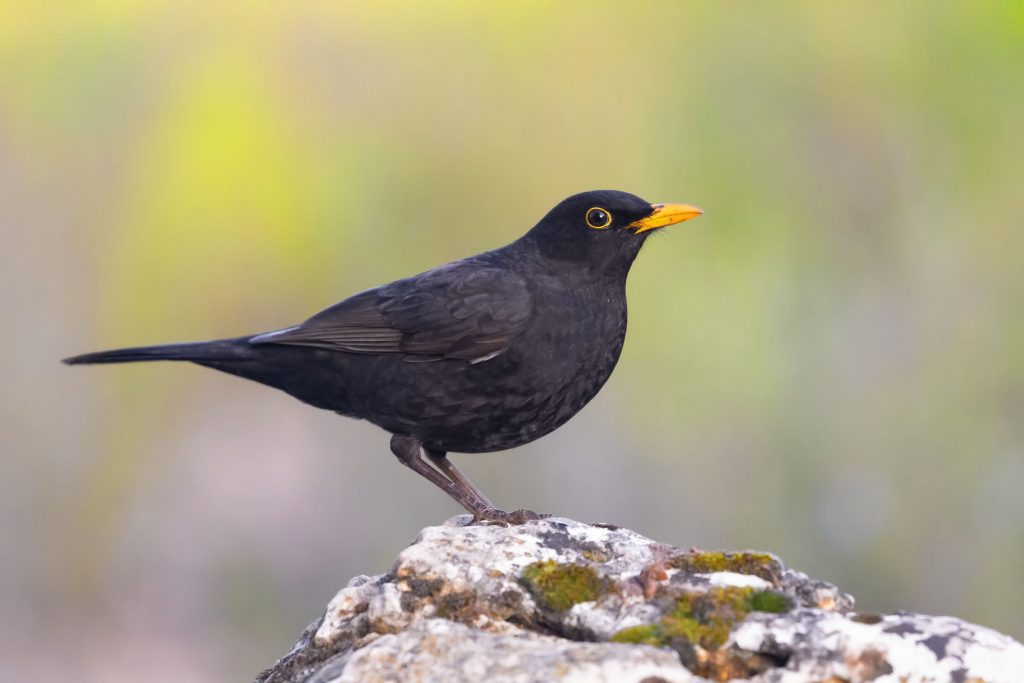 Non tutti i merli (Turdus merula) migrano regolarmente. Alcune popolazioni sono sedentarie mentre altre, generalmente quelle più a nord, migrano