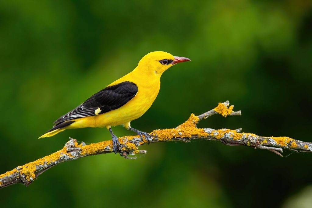 Il rigogolo (Oriolus oriolus) è uno dei primi a lasciare le aree di nidificazione. Molti iniziano a partire verso l’Africa già nei primi giorni di agosto