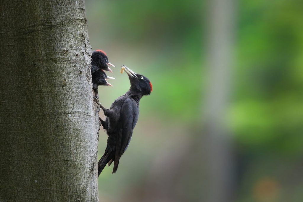 Picchio nero (Dryocopus martius)