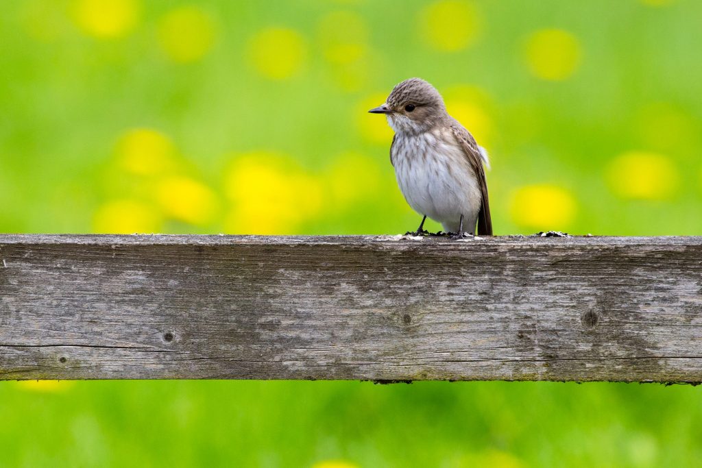 Pigliamosche comune (Muscicapa striata)