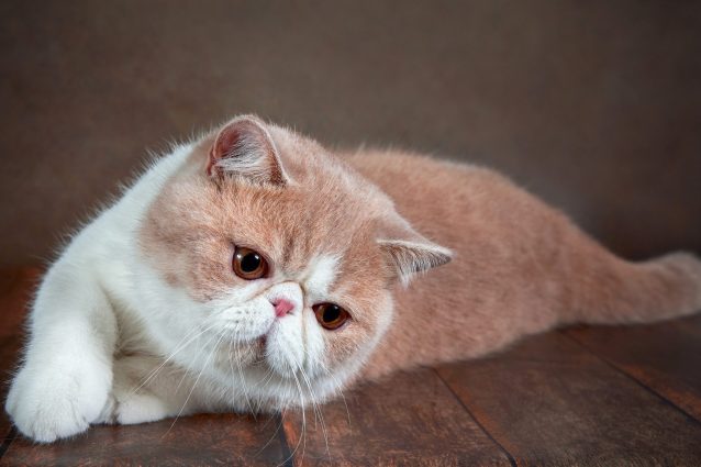 Gatto Exotic shorthair: caratteristiche, temperamento e cura