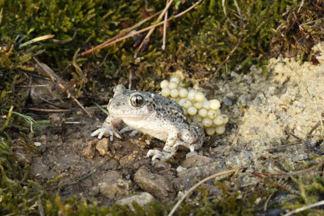 Rospo ostetrico o alite ostetrico rospo ostetrico (Alytes obstetricans)