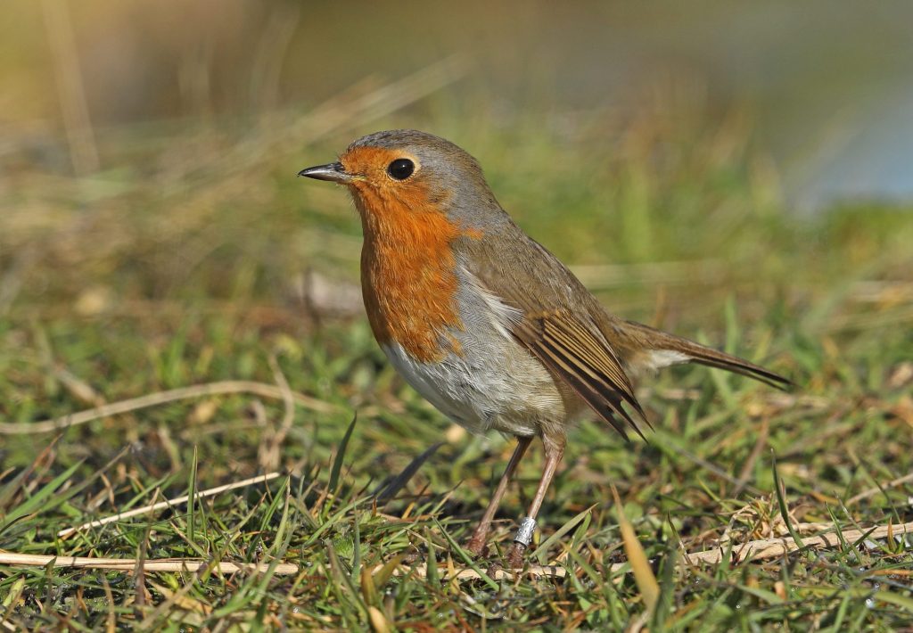 Un pettirosso con anellino identificativo sulla zampa. Se verrà ricatturato in una delle tante stazioni di inanellamento sparse per il mondo si potrà ricostruire la su storia e il suo percorso