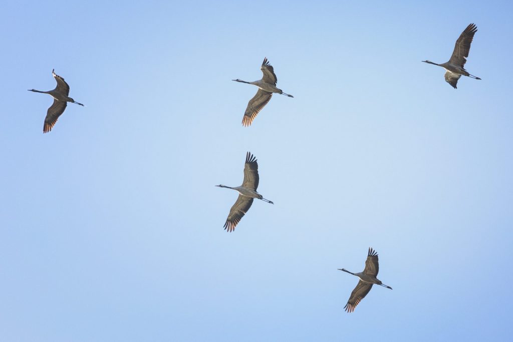 Le gru (Grus grus) migrano in gruppi che possono raggiungere centinaia di individui. Viaggiano nella caratteristica formazione a V per risparmiare energie durante il volo