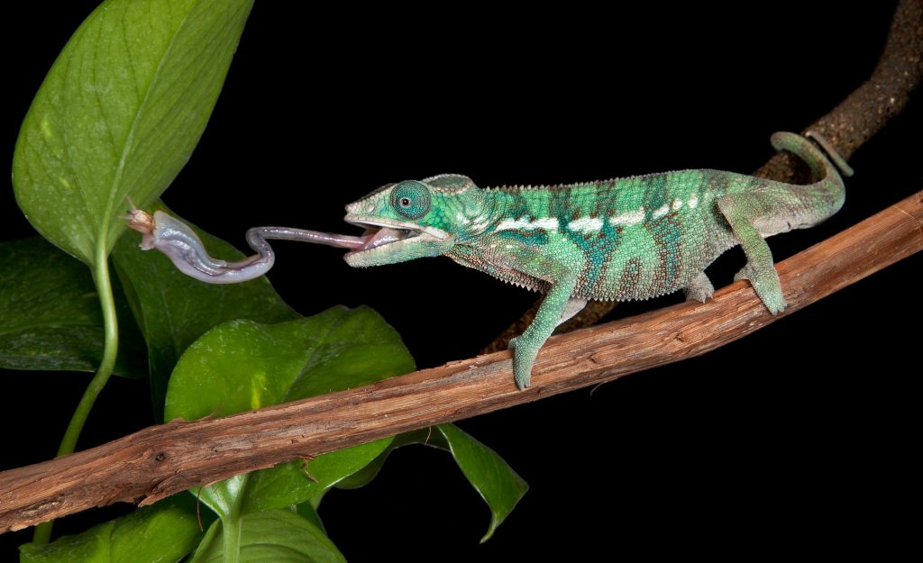 Camaleonte pantera (Furcifer pardalis)