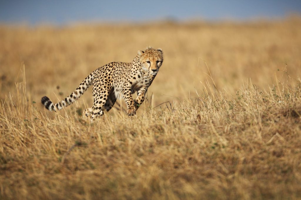 Lanciati nella savana aperta i ghepardi possono superare i 120 chilometri orari