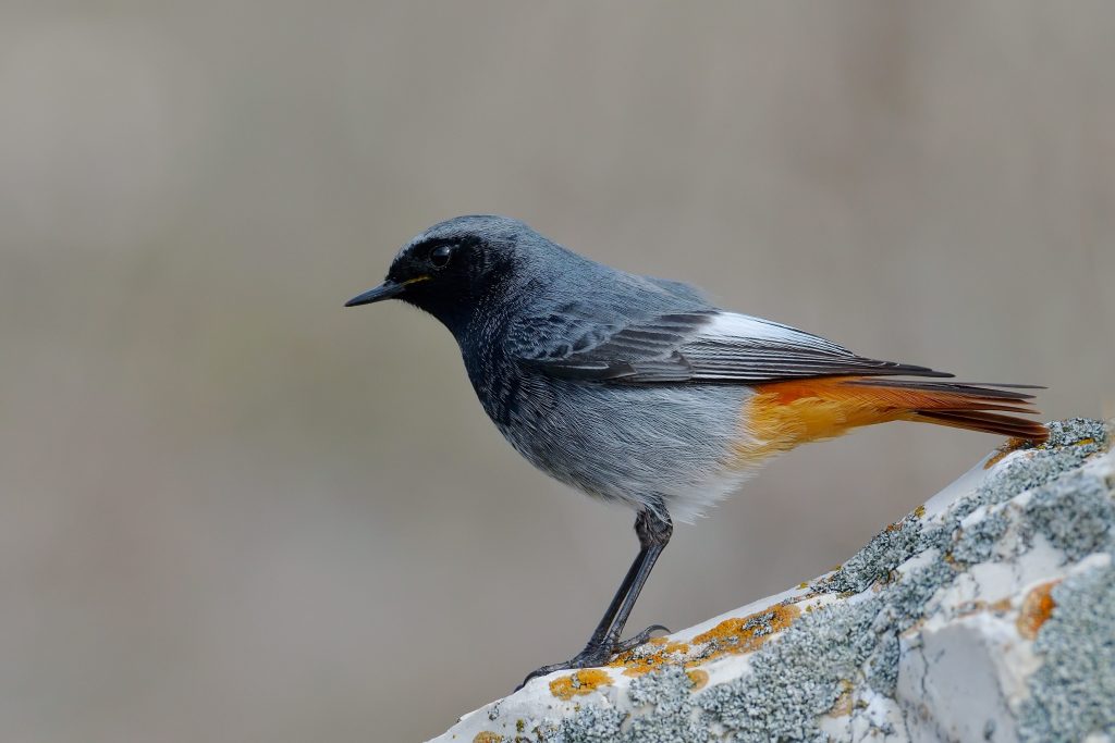 Il codirosso spazzacamino (Phoenicurus ochruros) nidifica in alta montagna, ma quando arriva l’inverno si sposta anche in verticale, arrivando fino al livello del mare