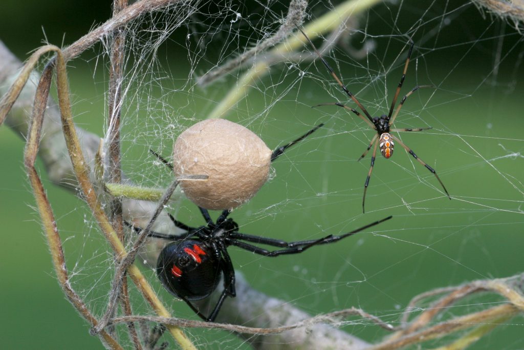 Un maschio (a destra) e una femmina di vedova nera con l’ooteca, l’involucro che contiene le uova.