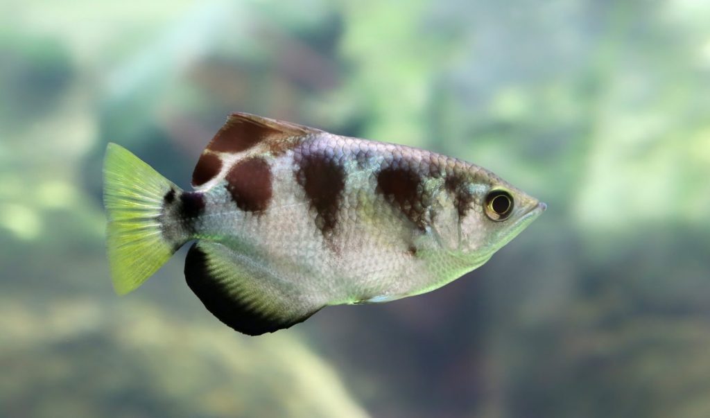 Pesce arciere (Toxotes jaculatrix)