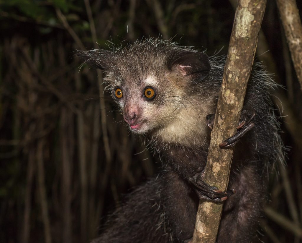 Aye–aye (Daubentonia madagascariensis)
