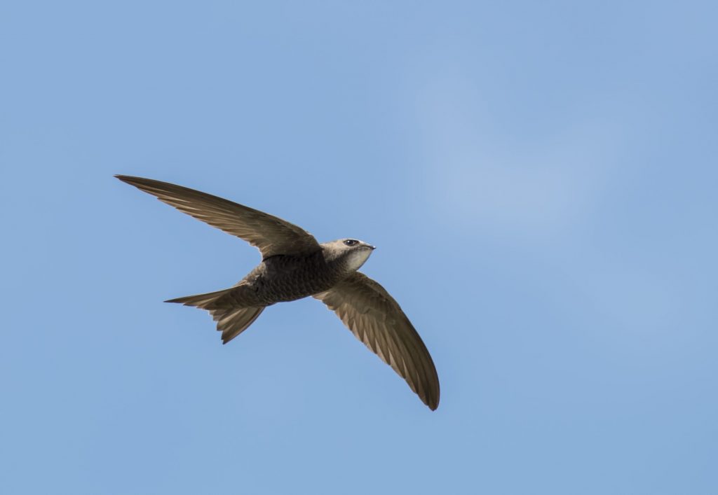 I rondoni comuni (Apus apus) non si stancano mai di volare. Passano tutto l’inverno in volo non posandosi mai, nemmeno per dormire