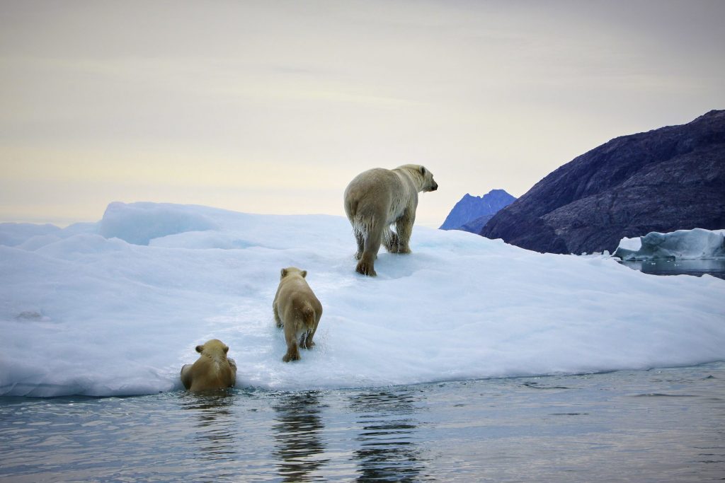 L’endotermia ha permesso ai mammiferi di colonizzare anche gli ambienti più freddi e ostili