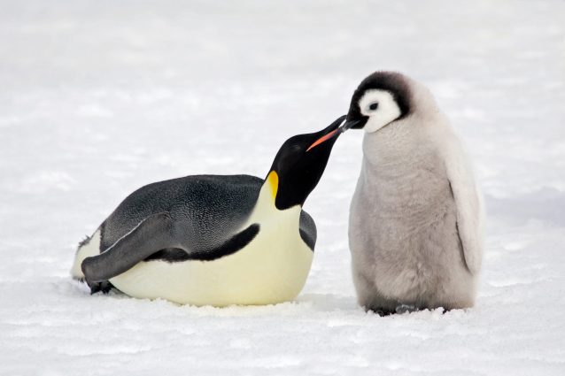 Pinguino imperatore (Aptenodytes forsteri)