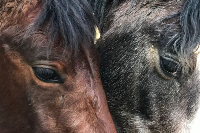 I cavalli semi–selvatici della Calvana