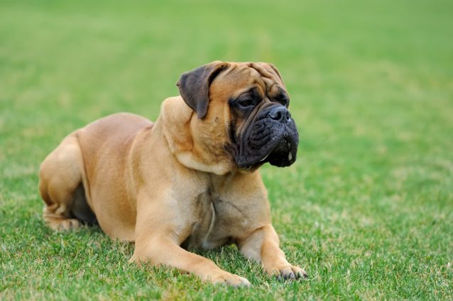 mastino inglese
