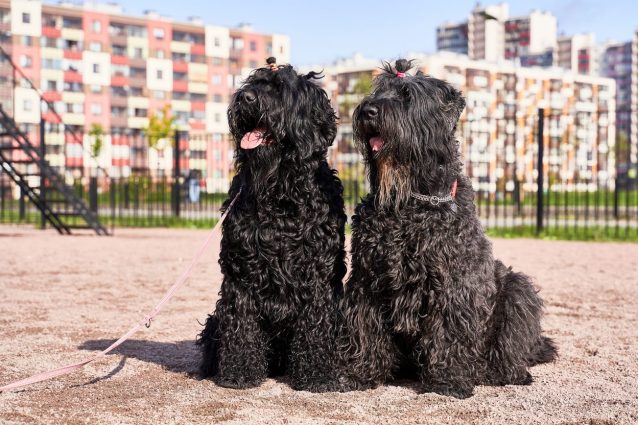 cane terrier nero russo