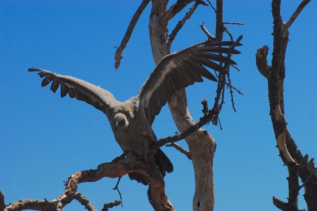 Avvoltoio Namibia