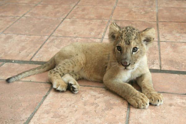Il piccolo Simba, cucciolo di leone di due mesi sequestrato dalle forze dell’ordine