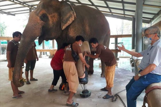(credits:@Friends of the Asian Elephant Foundation)