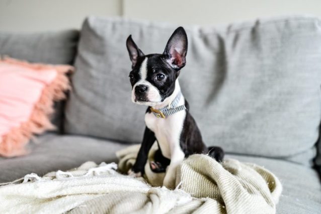 Boston terrier