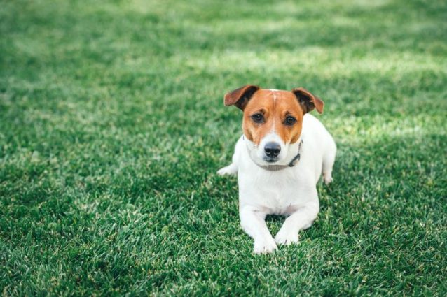 Jack Russel Terrier