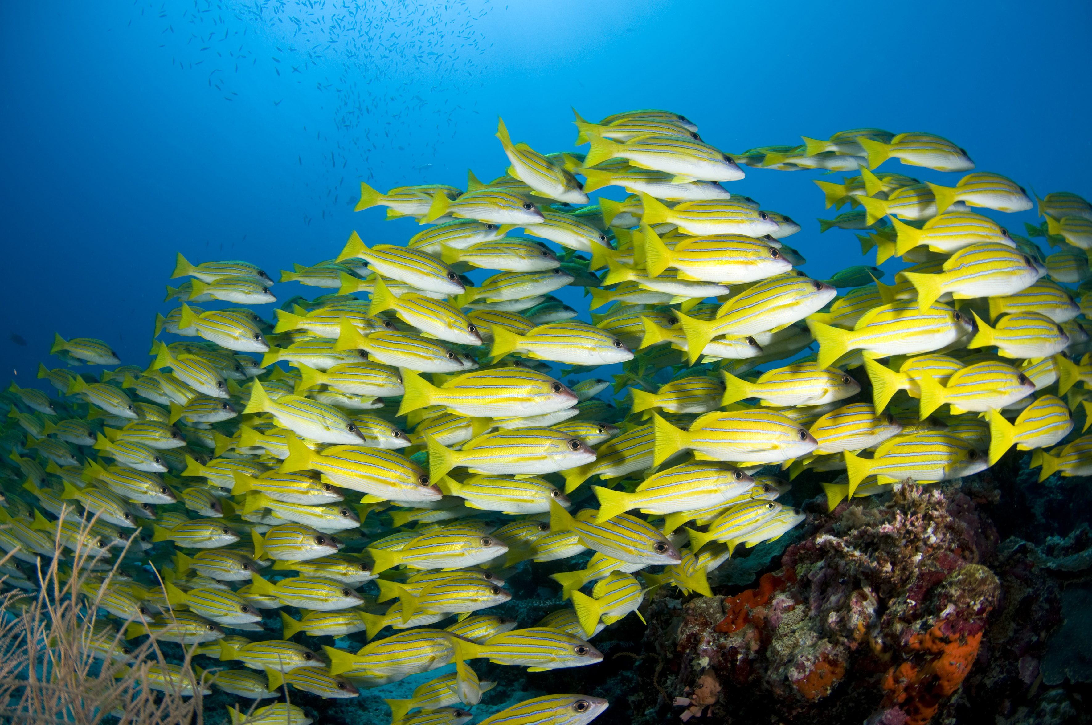Maldive, la barriera corallina (credits:Ente del Turismo delle Maldive)