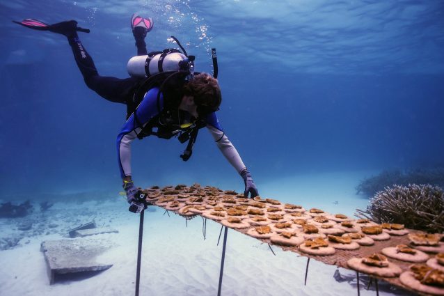 Il ripristino della barriera corallina nella Repubblica Dominicana grazie allevamenti di nuovi coralli (credits: Fondazione Gruppo Punta Cana)