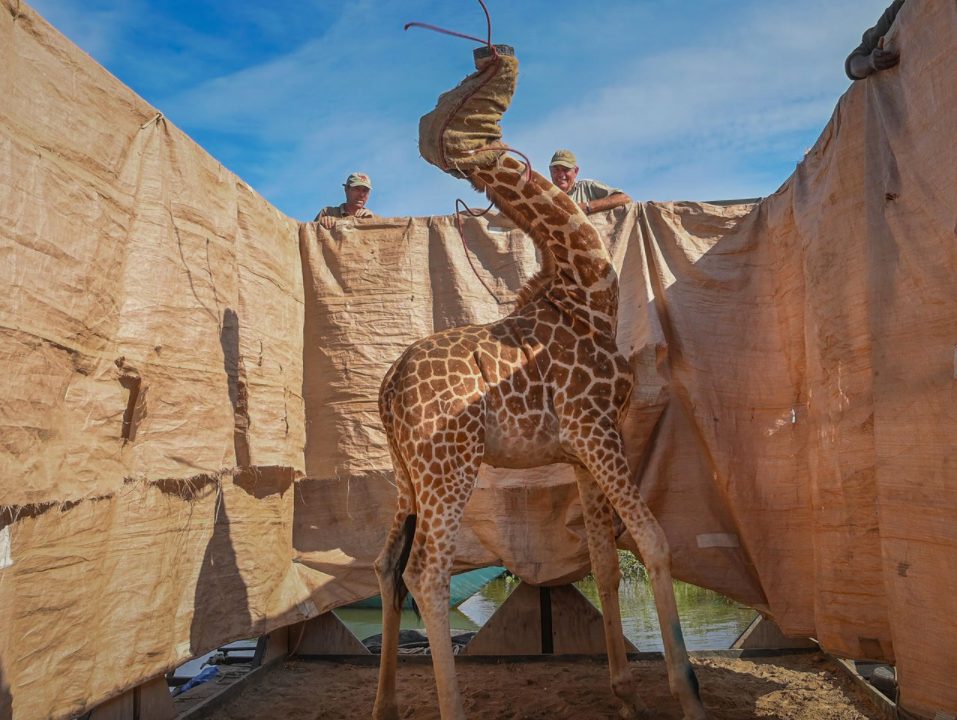 Tra le precauzioni prese per il trasporto di 9 giraffe in Kenya, anche un cappuccio sulla testa (credits:@AmiVitale per CNN)