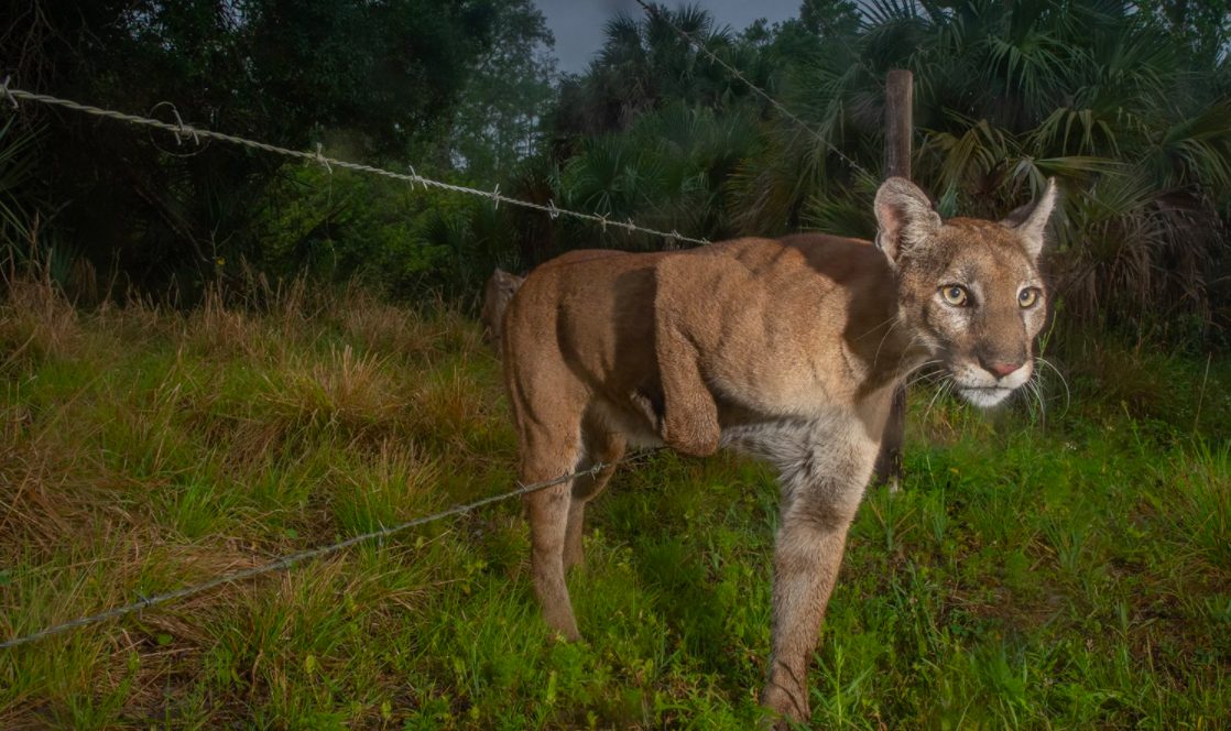 Una pantera della Florida mentre cerca di superare un recinto alla ricerca di territorio dove vivere e cacciare (credits: @CarltonWardJr per WPP)