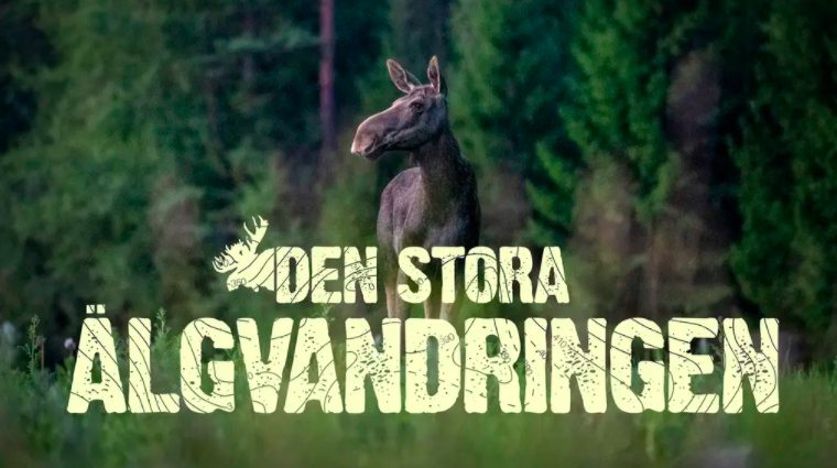 Le immagini della diretta televisiva sono state viste da oltre 5 milioni di telespettatori (credits@SVT)