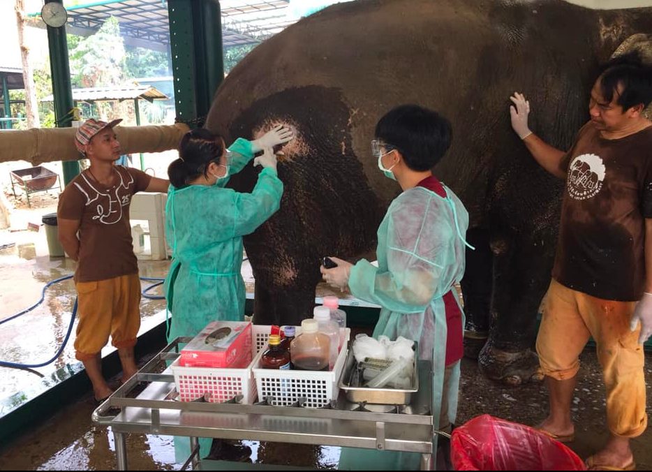 Nell’ospedale dal ’93 sono stati curati più di 5.000 elefanti (credits:@Friends of the Asian Elephant Foundation)