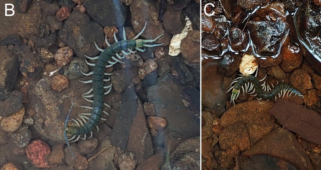 Scolopendra alcyona trovata sott’acqua nel fiume Shirase, nell’isola di Kume–jima. Foto di H. Sato.