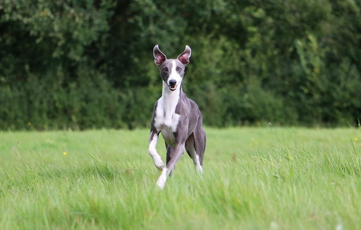 Whippet