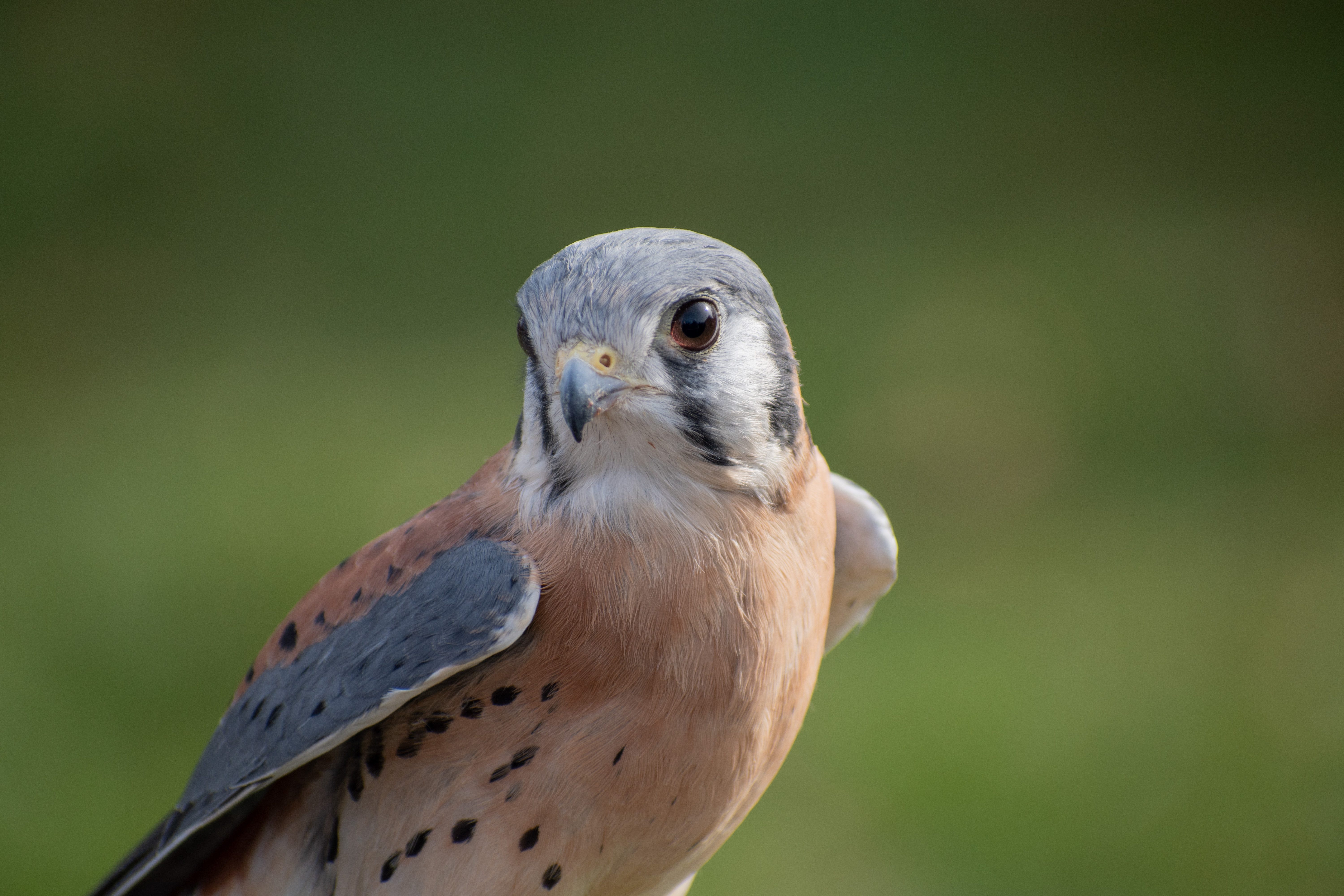 Gheppio americano (Falco sparverius)