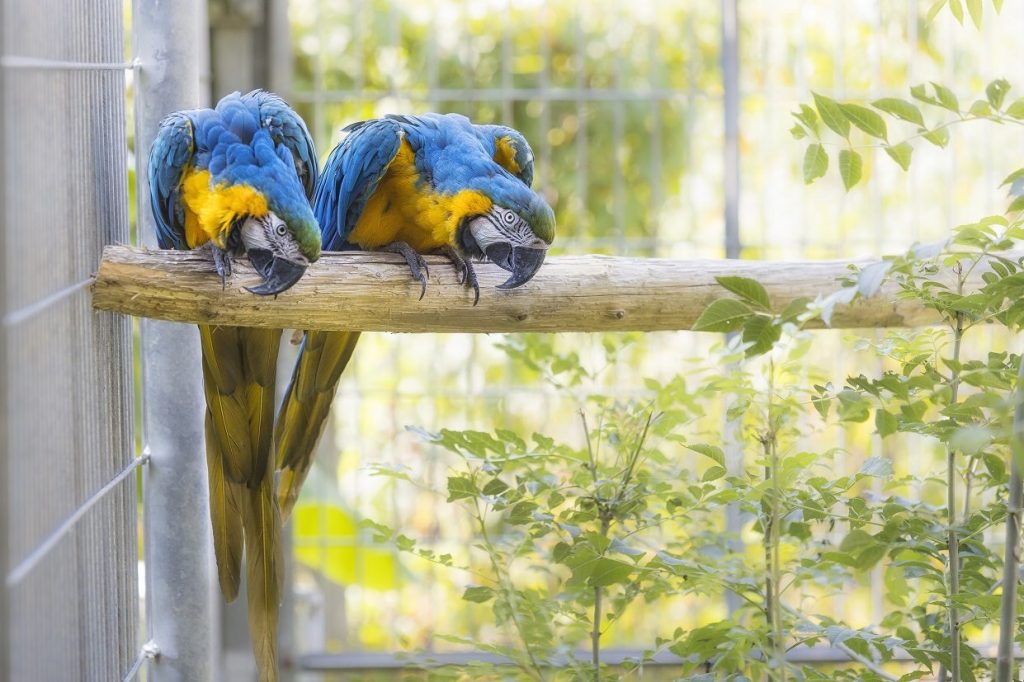 Una coppia di ara gialloblù. Sono oltre 300 i pappagalli sequestrati attualmente ospitati nel centro
