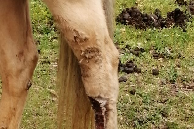Ferita alla zampa posteriore del cavallo